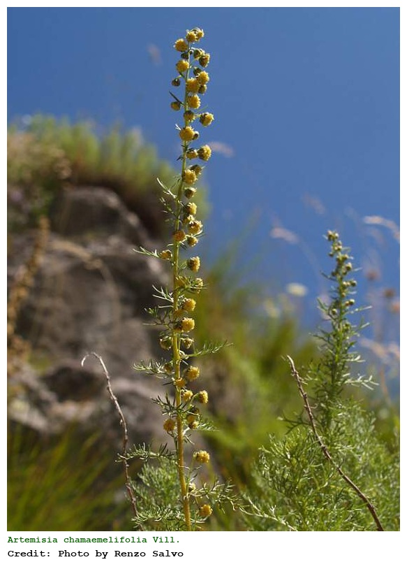 Artemisia chamaemelifolia Vill.